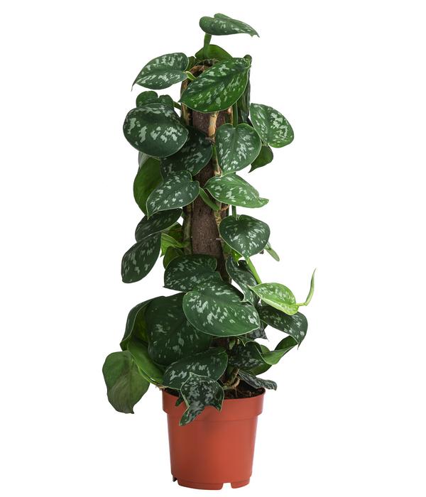 Gefleckte Efeutute - Scindapsus pictus