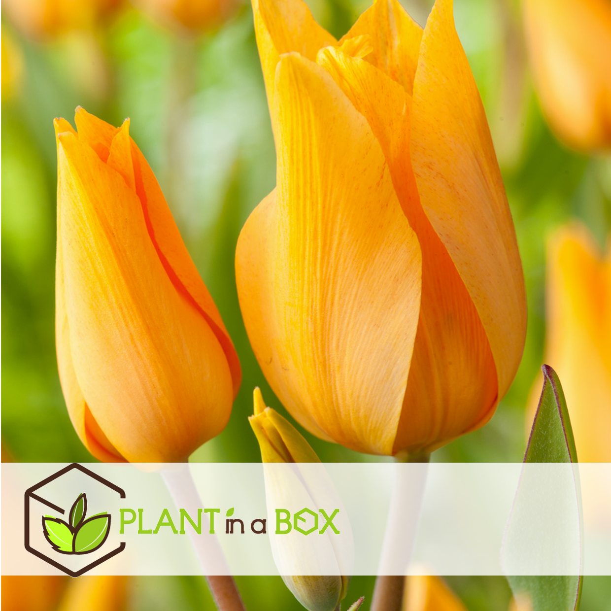 Tulipa praestans shogun - bulbes à fleurs x40 - tulipe - orange