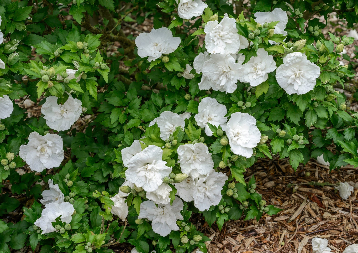 Chinese Roos (Hibiscus syriacus 'White Chiffon') D 23 H 60 cm