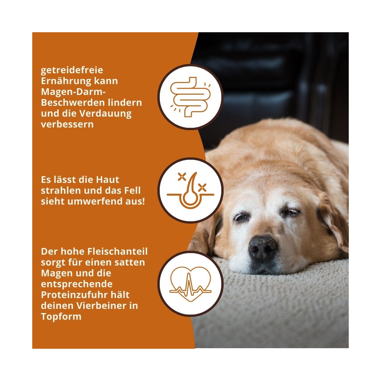 Wildfang ® Senior Trockenfutter mit Truthahn 2 kg