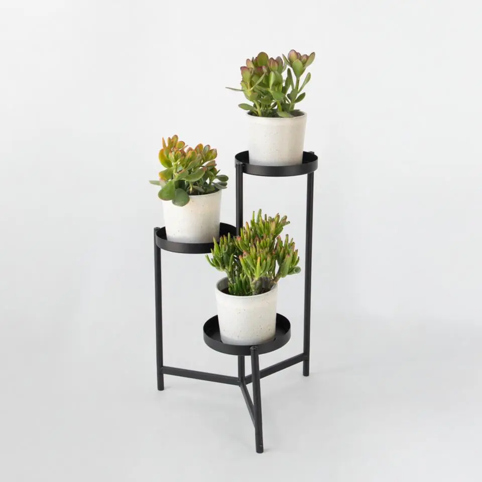 Geldboom - Mix van 3 - Crassula Minor, Hobbit, Sunset - Hoogte 10-25cm - ø12cm