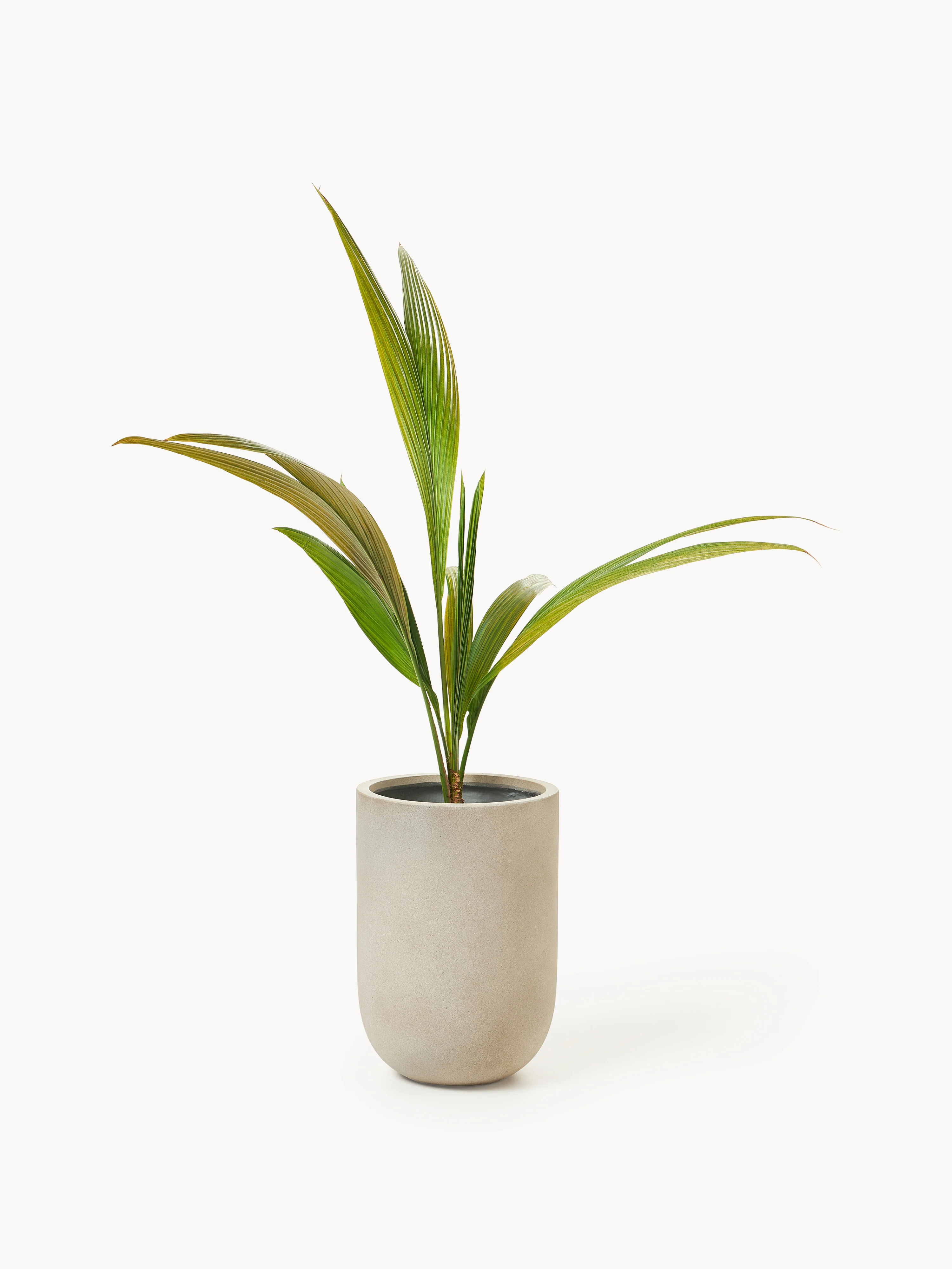 Outdoor plantenpot Tuscany van beton, H 49 cm