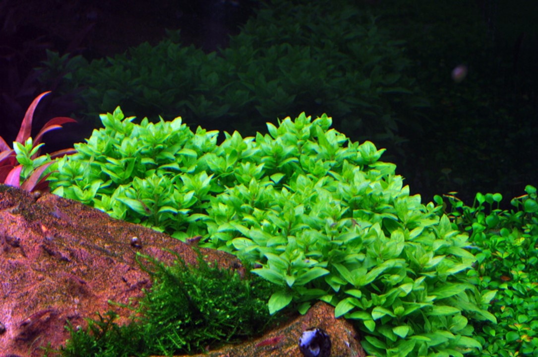 Waterplant Staurogyne Repens
