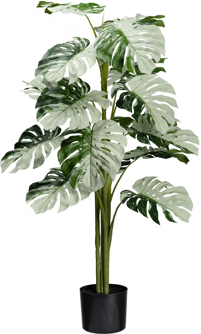 Creativ green Künstliche Zimmerpflanze »Monstera Variegata Halfmoon« mit aussergewöhnlichem Blattwerk