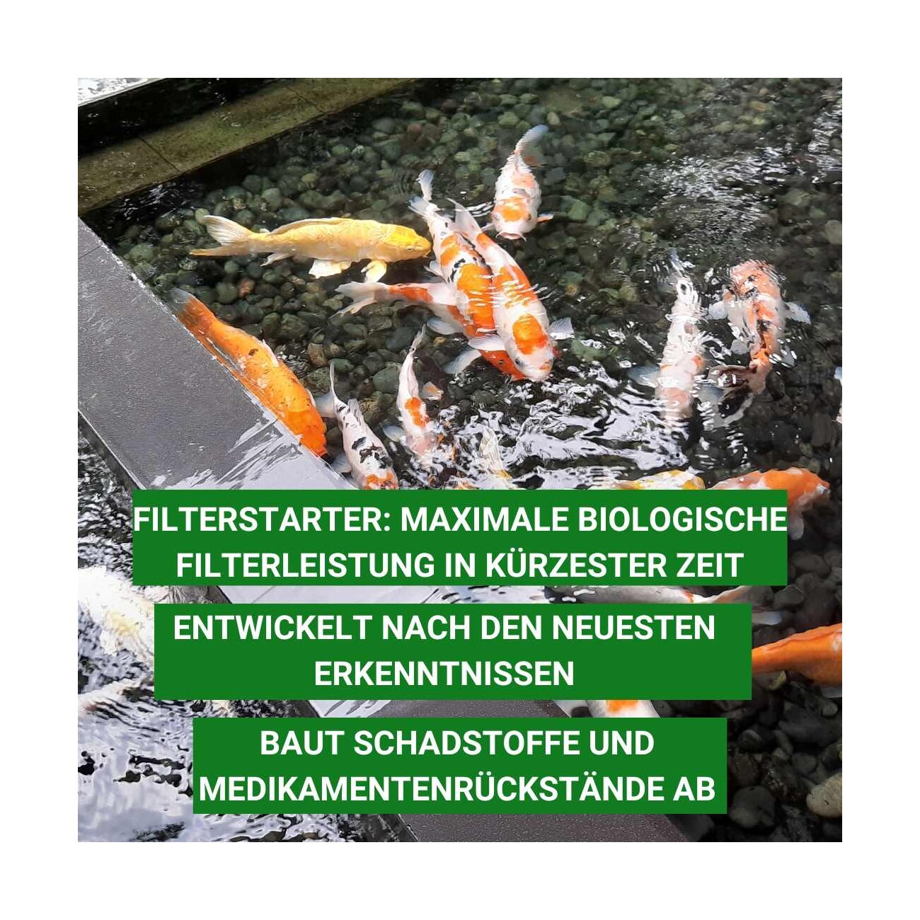 Aqua-Cereal Starterbakterien mit Aktivitätsindikator