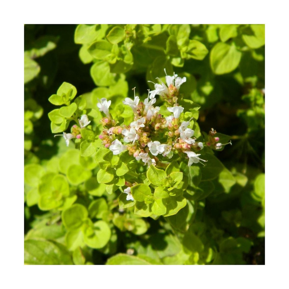 Origan doré/origanum vulgare aureum[-]godet
