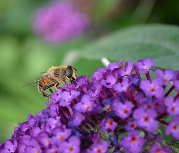 Sommerflieder, verschiedene Sorten