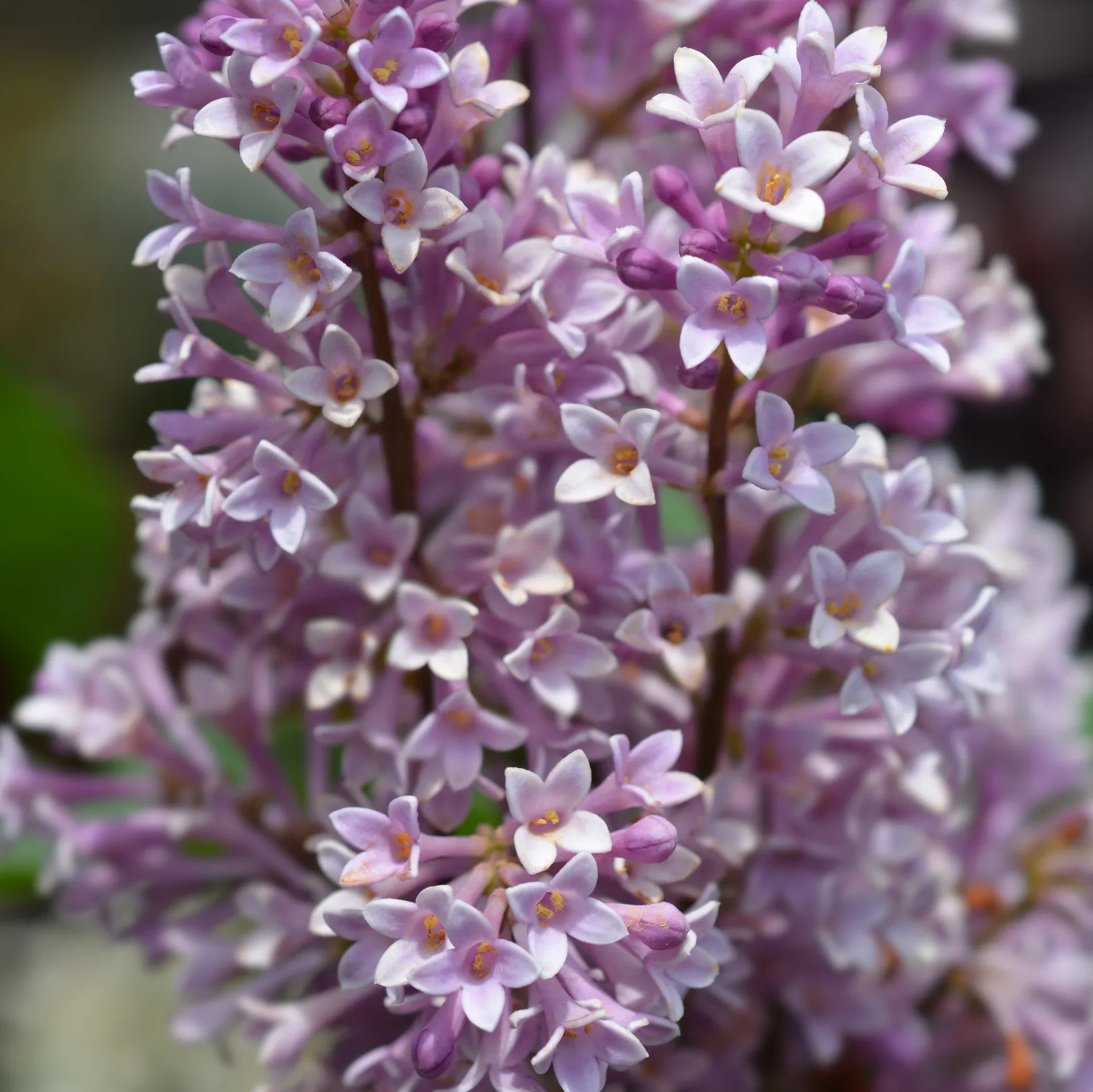 Syringa x prestoniae 'Royalty' Prestonsyrin 'Royalty' Ø23 cm