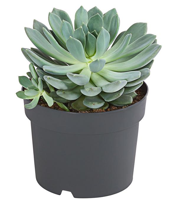 Echeverie - Echeveria Hybride, verschiedene