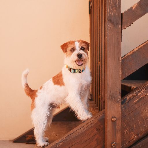 Coleira para cães Dashi em poliéster multicolorido terracota.