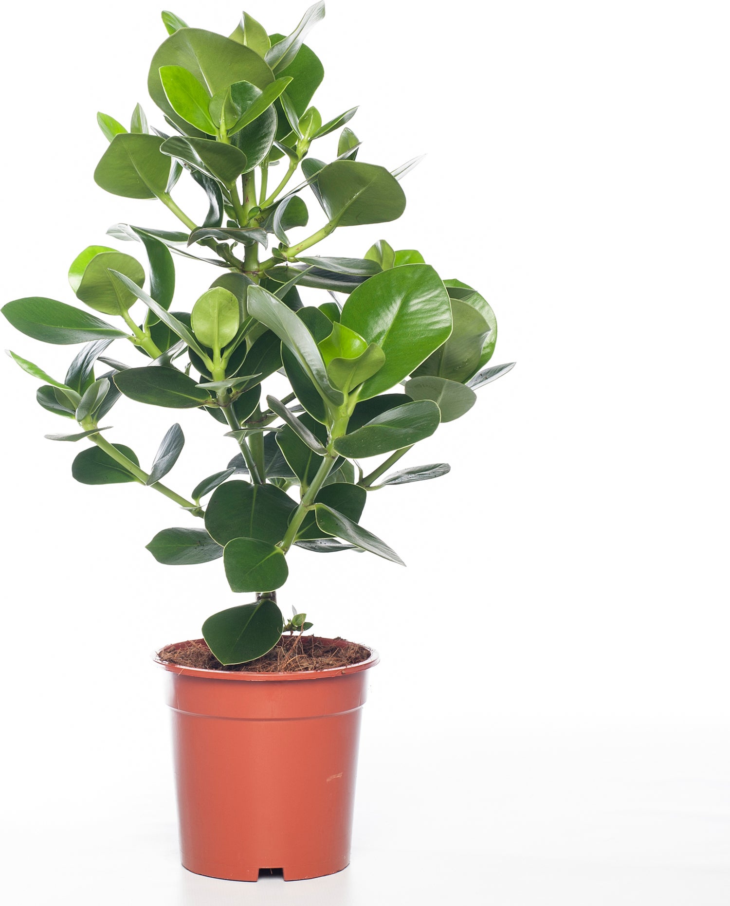 Clusia (Clusia rosea 'Princess') D 17 H 55 cm