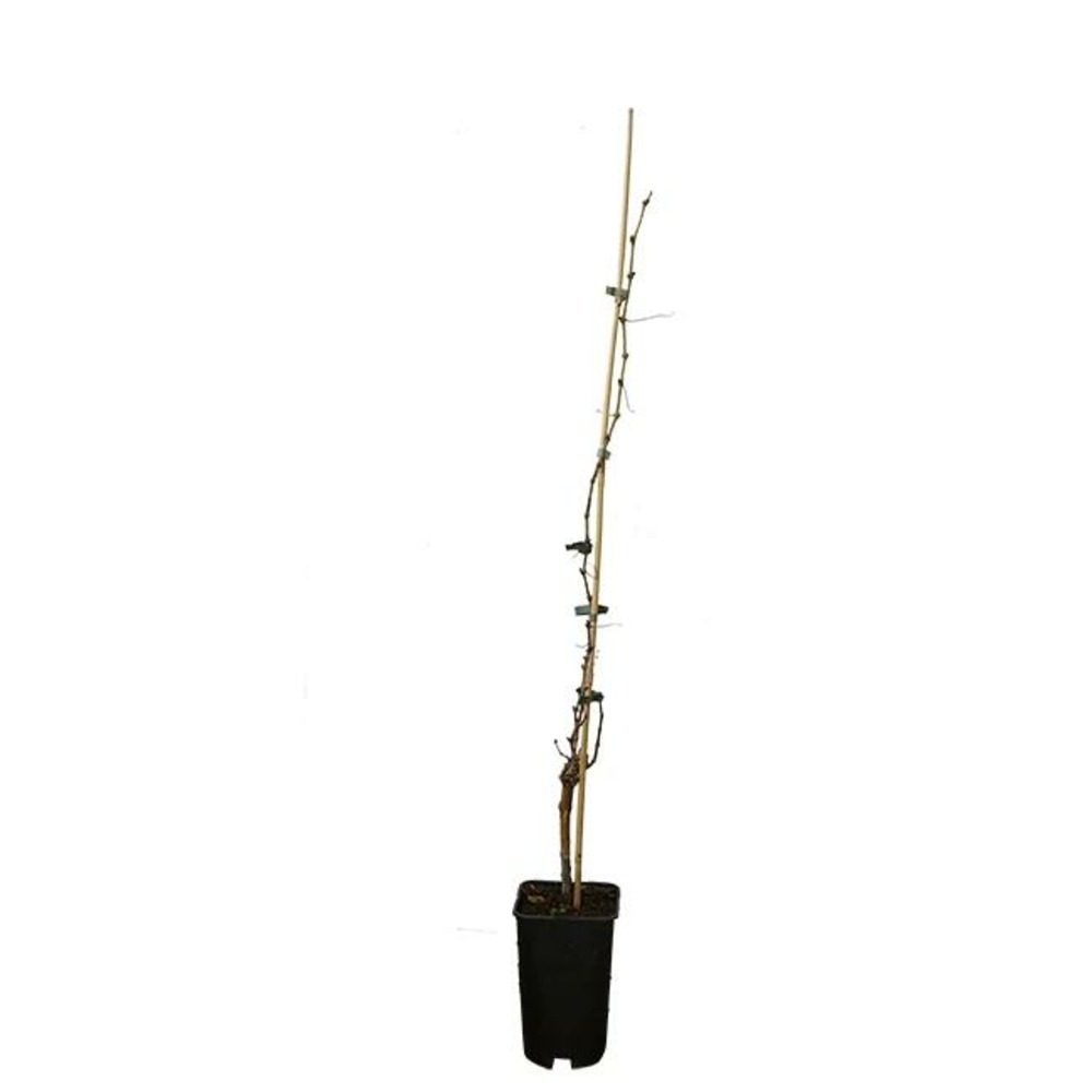 Vigne 'chasselas doré' - vitis vinifera 3l