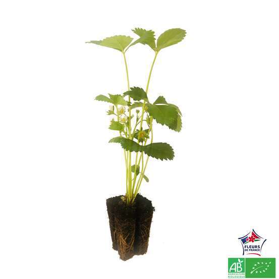 Plant de fraisier 'Mara des Bois' bio : en racines nues