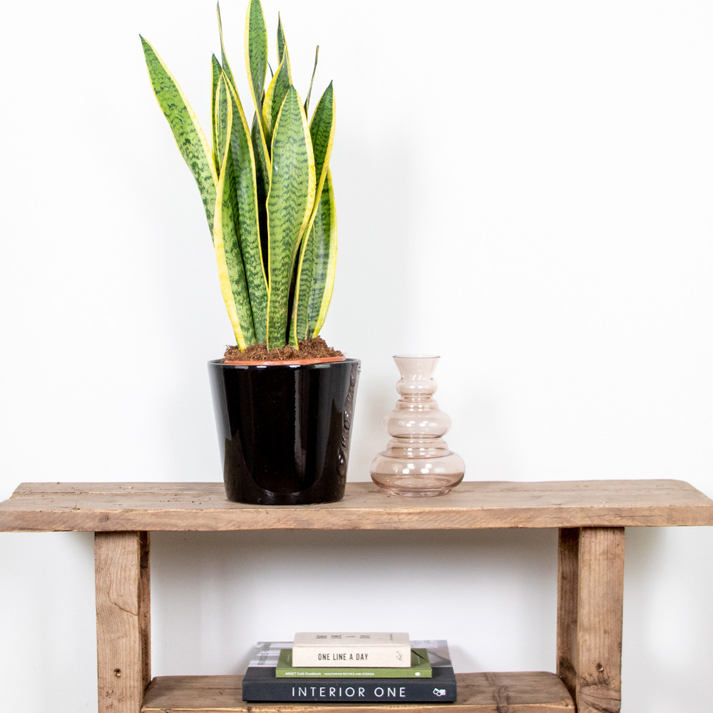 Sansevieria 'laurentii' xl – lady's tongue – succulente – easy care – ⌀17cm – ↕55-65 cm