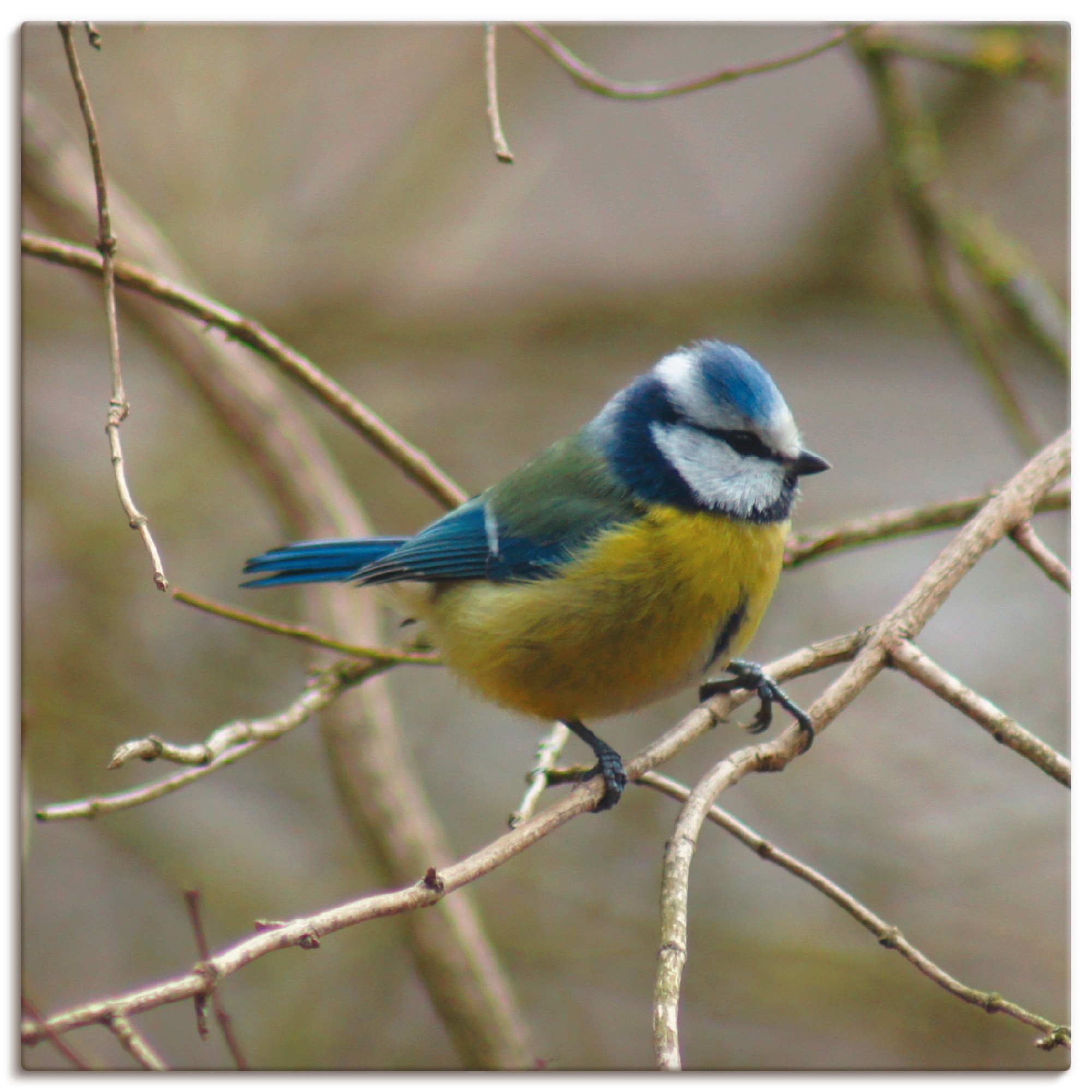 Artland Wandbild »Blaumeise« Vögel 1 Stk. tlg. als Leinwandbild, Wandaufkleber in verschied. Grössen