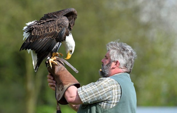 Falkner für einen Tag Greifvogel