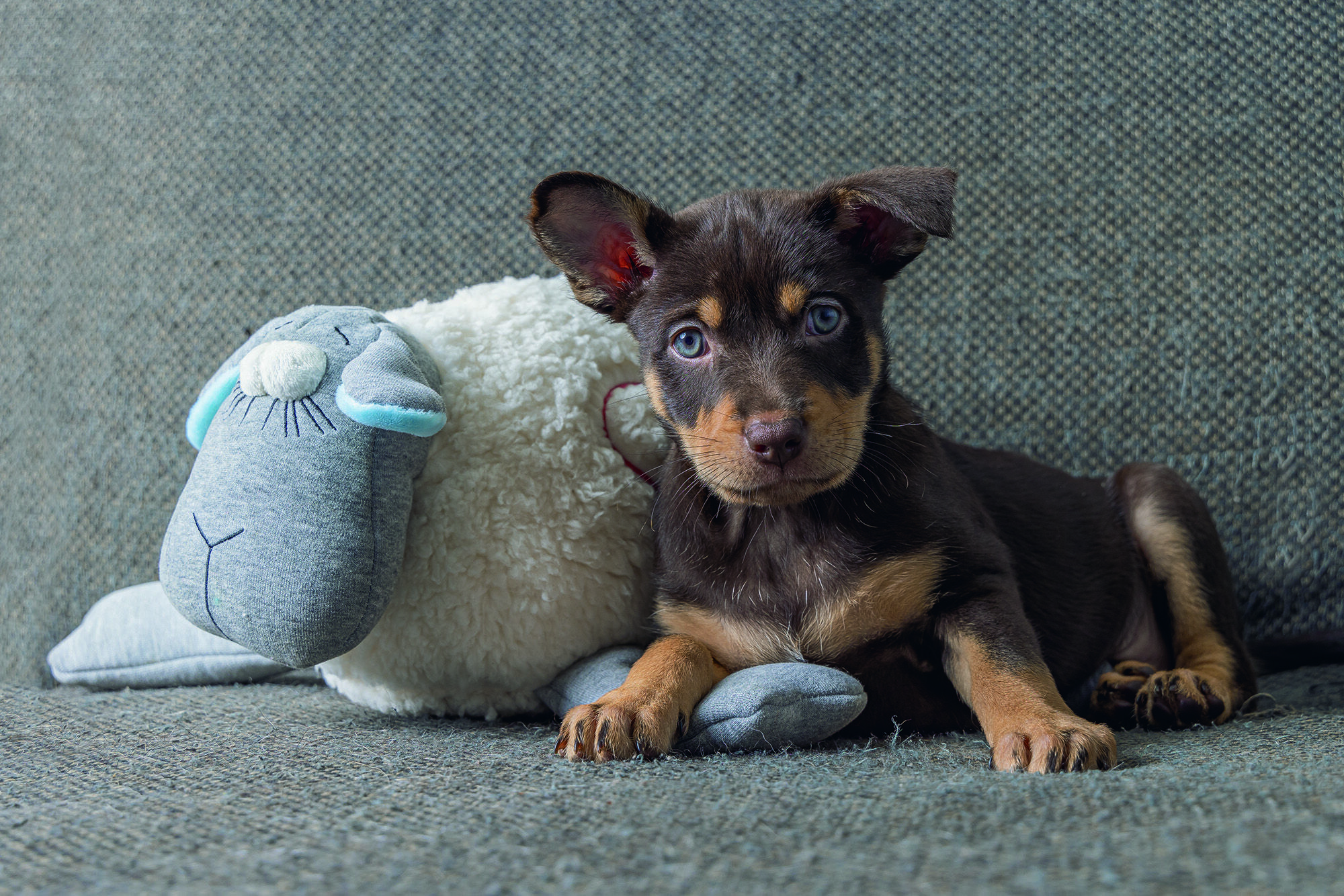 Beeztees Schaap - Knuffel met hartslag - Puppyspeelgoed - Grijs Wit - 14x36x25 cm