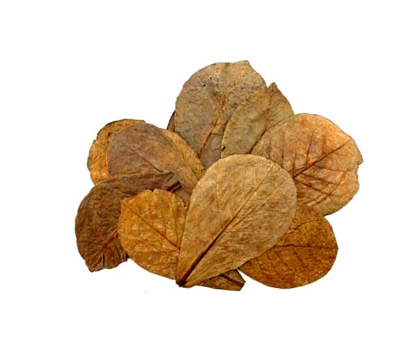 Terminalia catappa (folhas naturais) 30 unidades.