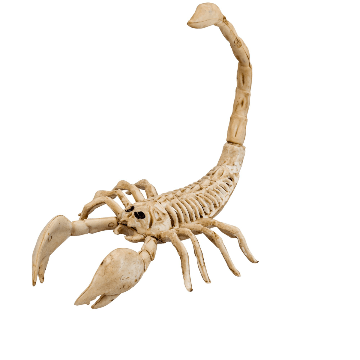 Halloween Skelet Schorpioen 30cm