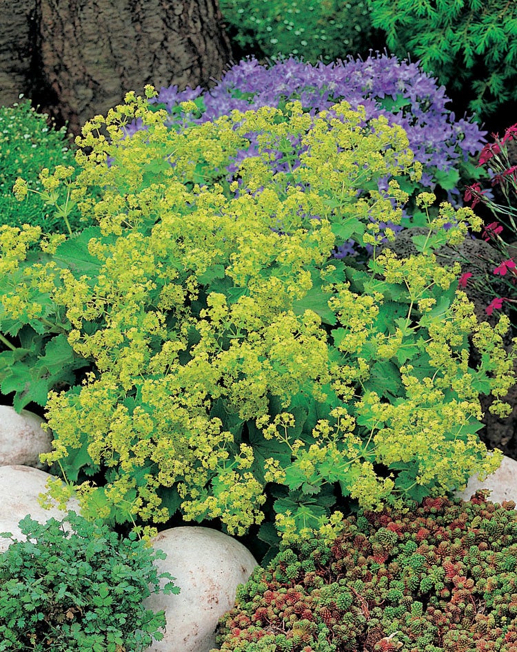 Vrouwenmantel (Alchemilla mollis) D 11 H 10 cm
