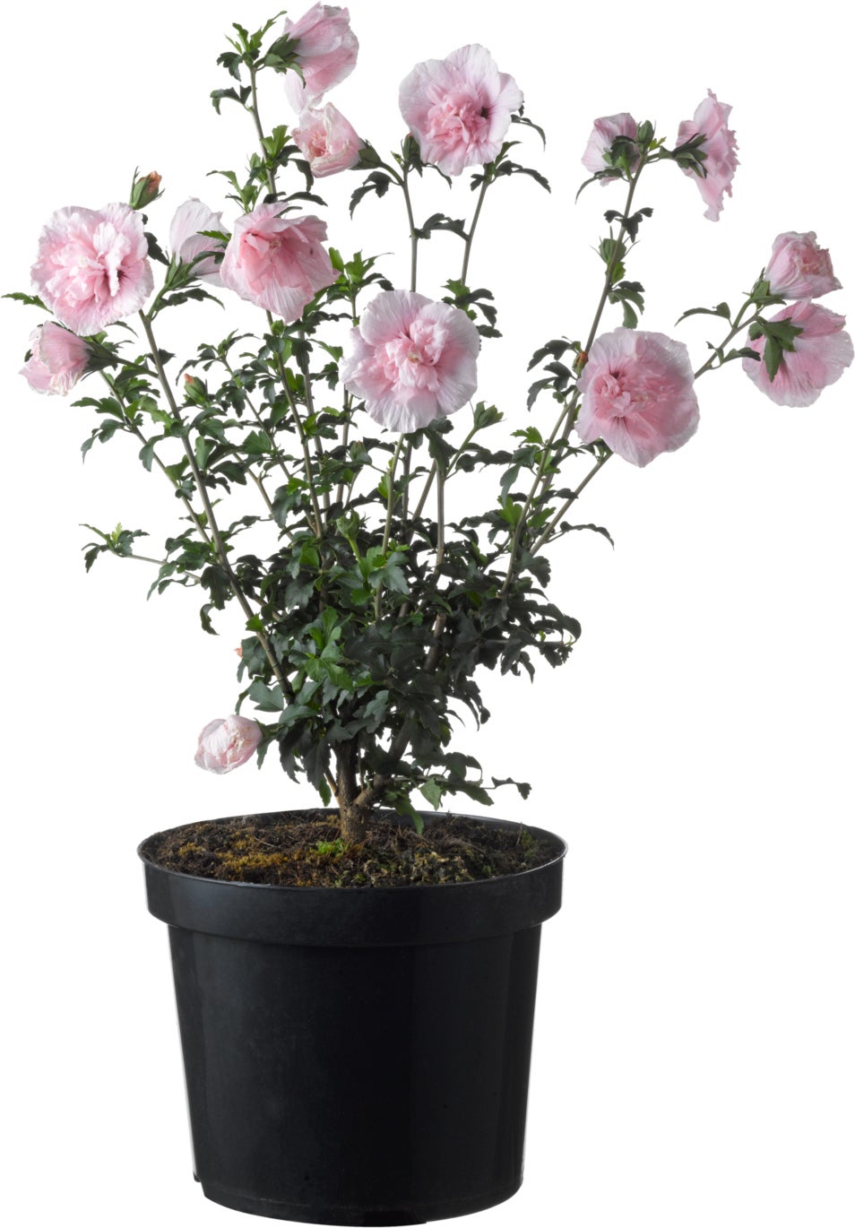 Chinese Roos (Hibiscus syriacus 'Duc de Brabant' ) D 21 H 50 cm
