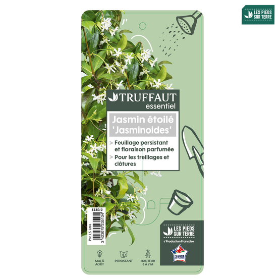 Trachelospermum jasminiodes, pot 1,5 litres