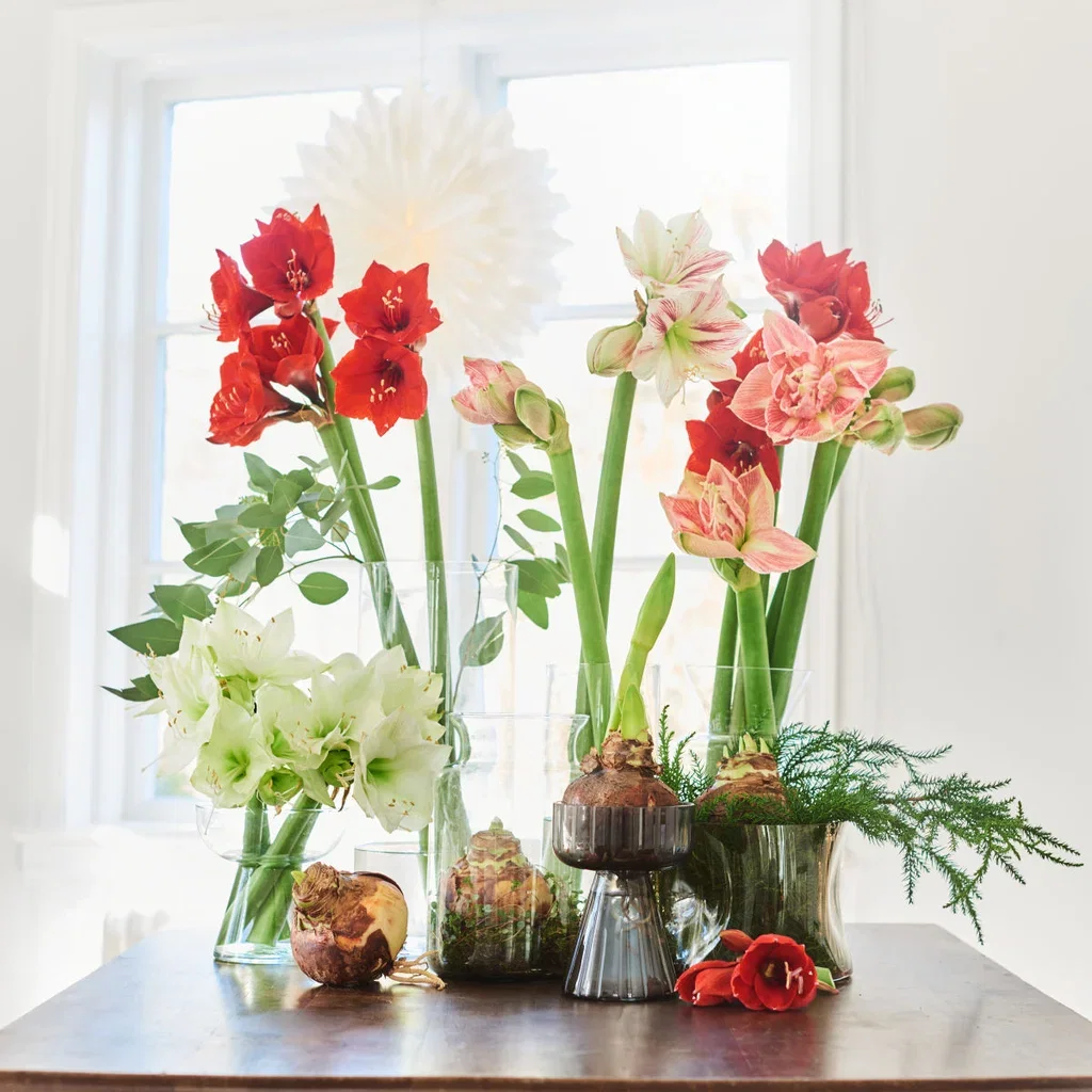 Hippeastrum x hortorum 'Blushing Bride' Amaryllis 'Blushing Bride' Omkrets 32 cm