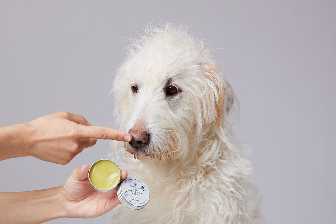 Bálsamo de CBD para patas, focinho e cotovelos de animais.