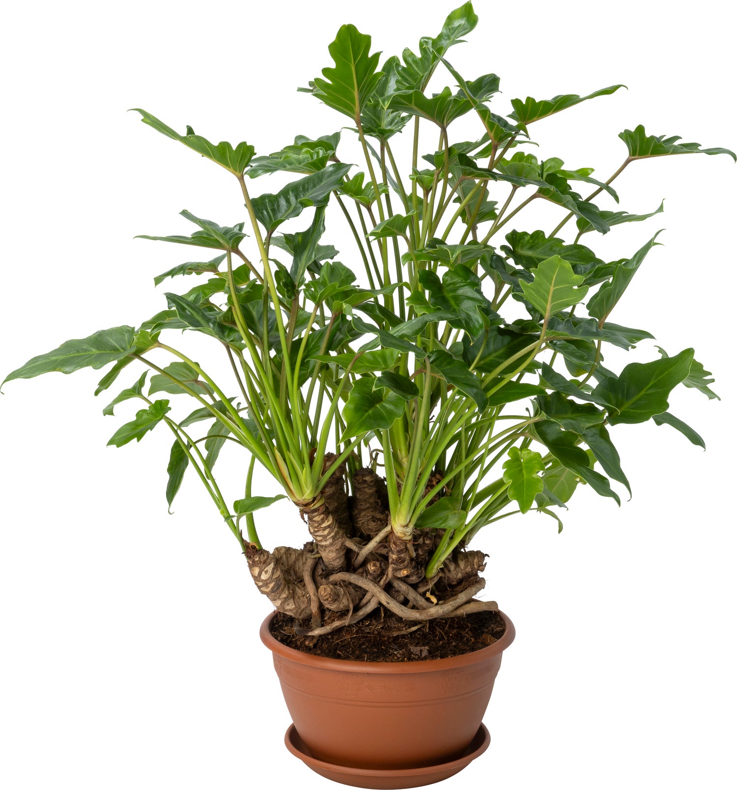 Philodendron Bonsai (Philodendron 'Xanadu') D 22 H 50 cm