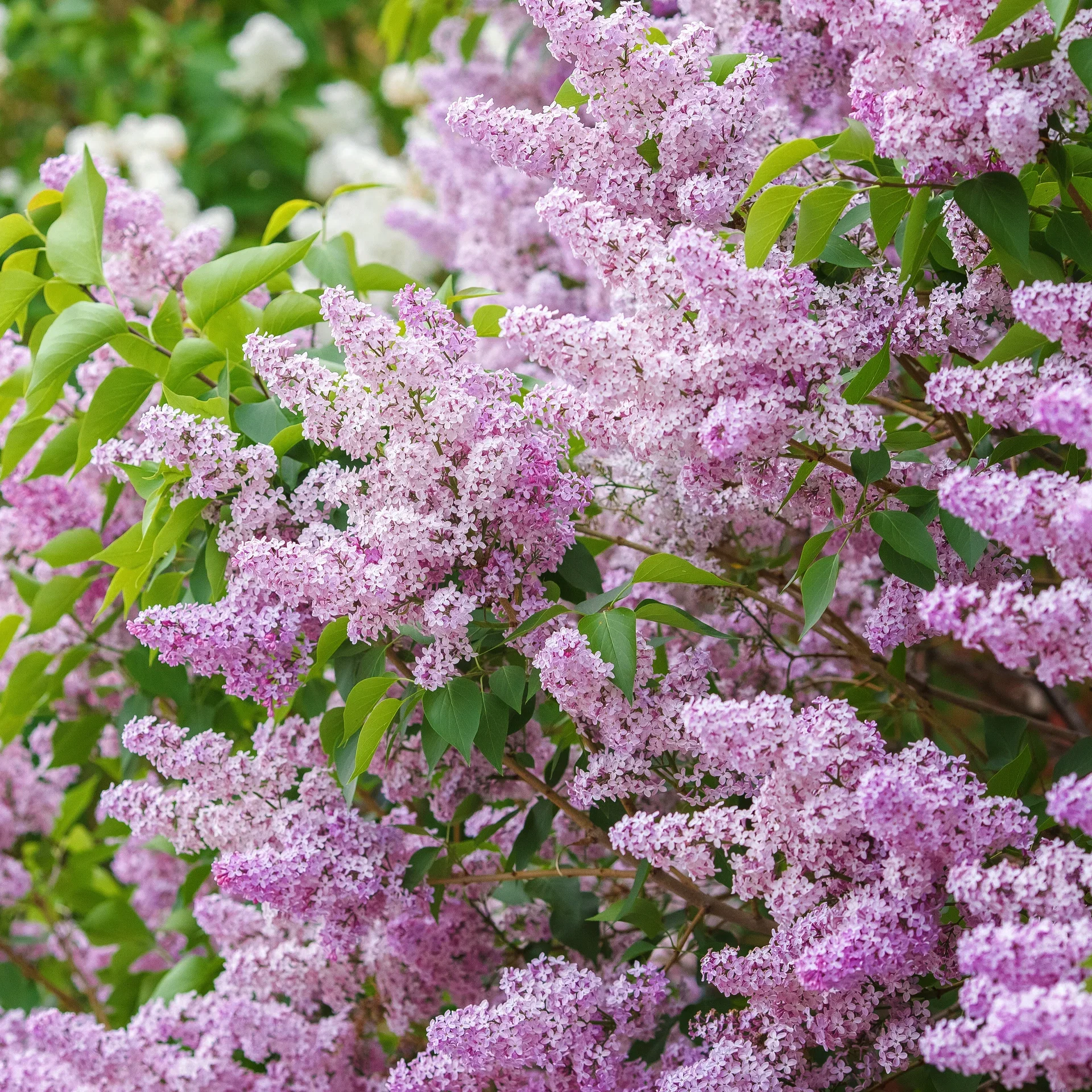 Syringa vulgaris Duftsyrin, mix Høyde 110 cm