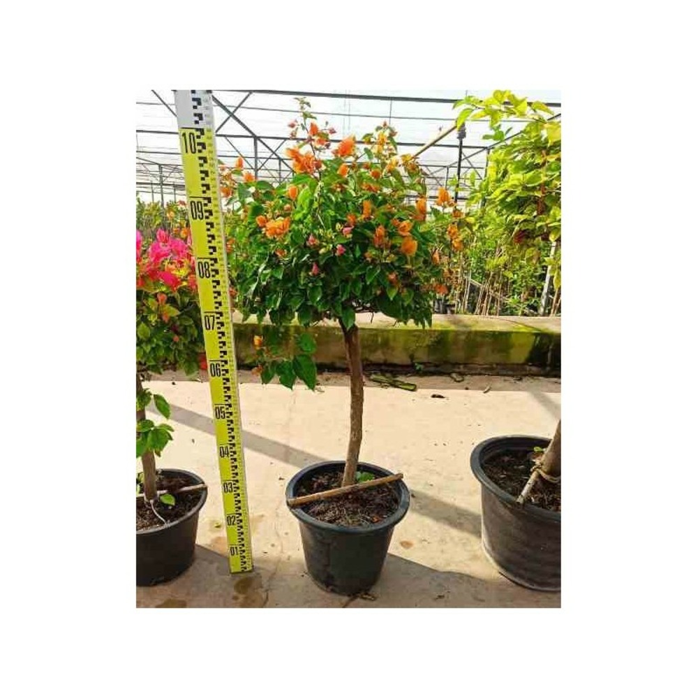 Bougainvillea hybride (bougainvillier) taille pot de 15l - boule - 70/80cm