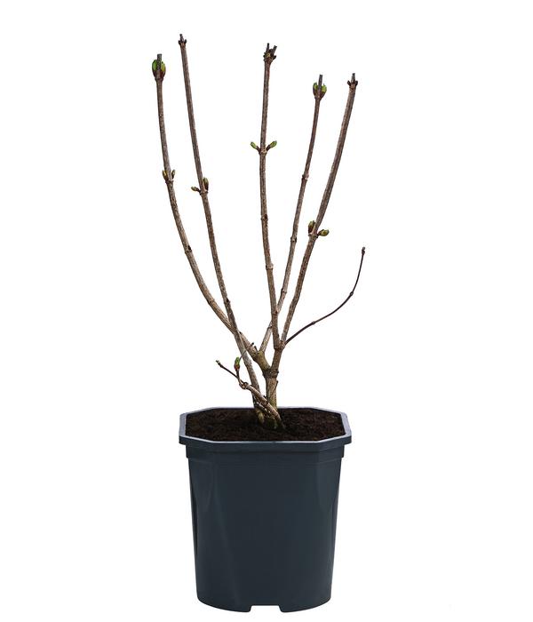 Gefüllter Schneeball 'Roseum'