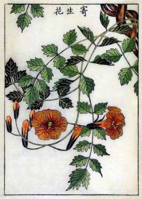 Trumpet Flower