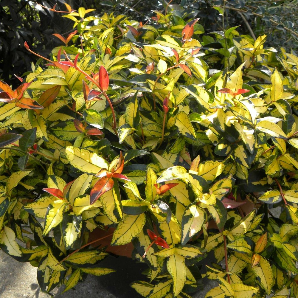 Jasmin étoilé asiaticum summer sunset/trachelospermum asiaticum 'summer sunset'[-]godet - 5/20 cm