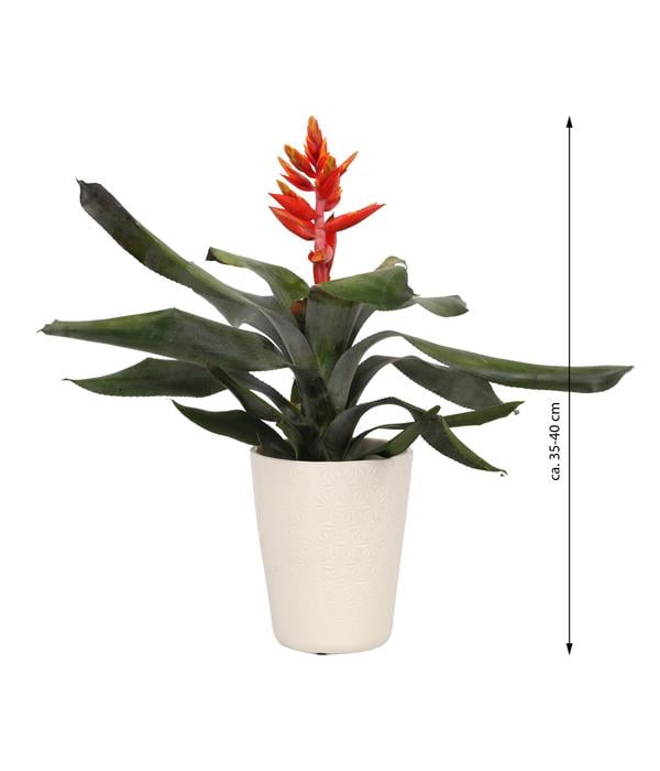 Lanzenrosette - Aechmea pepita 'Elegant