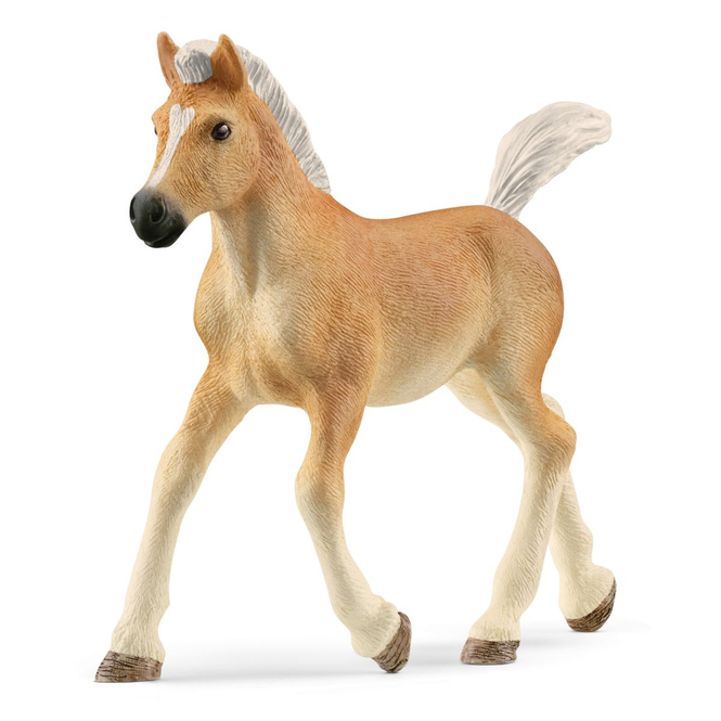 HORSE CLUB - Haflinger Fohlen
