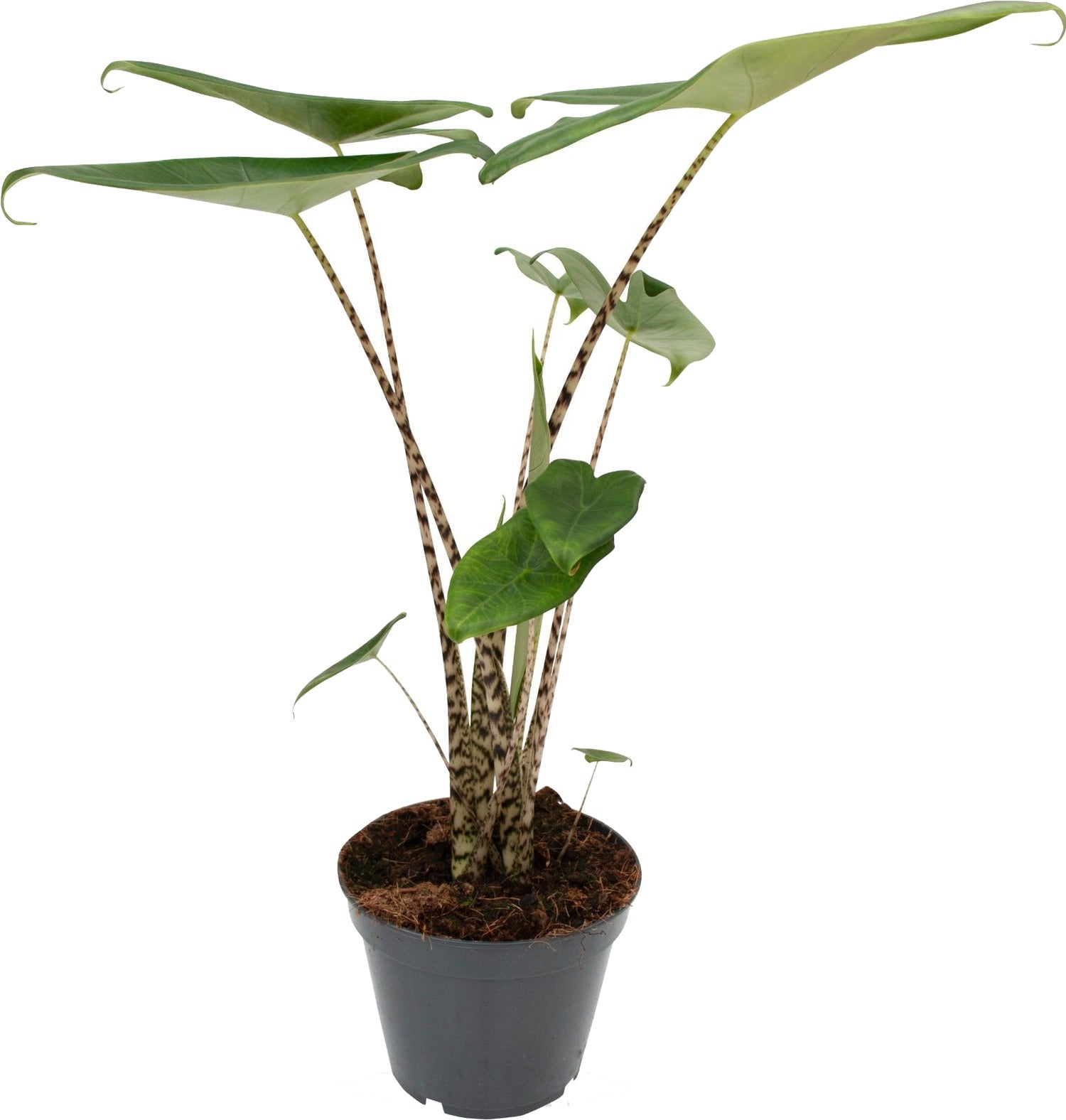 Olifantsoor (Alocasia zebrina) D 17 H 60 cm