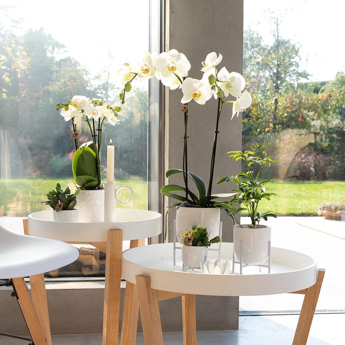 Orchidées colibri - orchidée phalaenopsis blanche - dame blanche - taille du pot 12cm