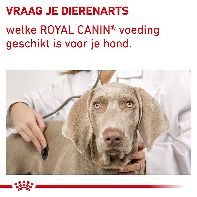 Royal Canin Dental Special Kleine Hond Dieetvoeding voor de gezondheid van het gebit van kleine, volwassen honden tot 10 kilo