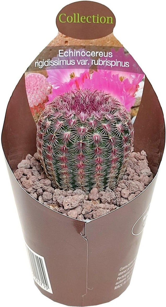 Regenboogcactus (Echinocereus rubrispinus) D 6,5 H 8 cm