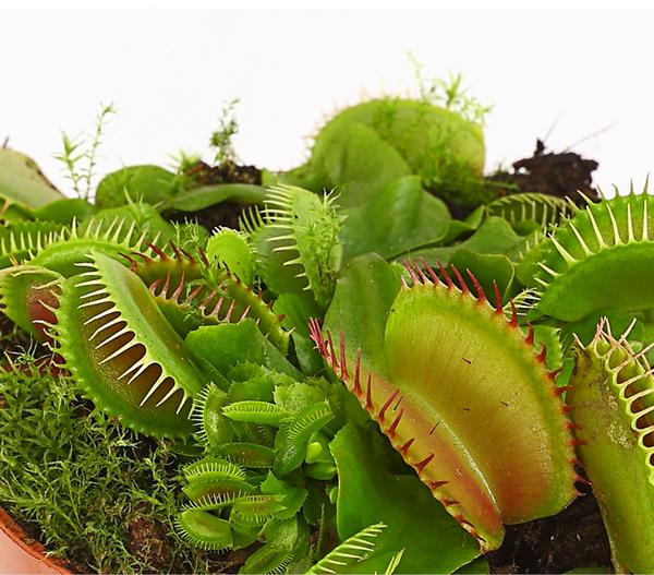 Venusfliegenfalle - Dionea muscipula