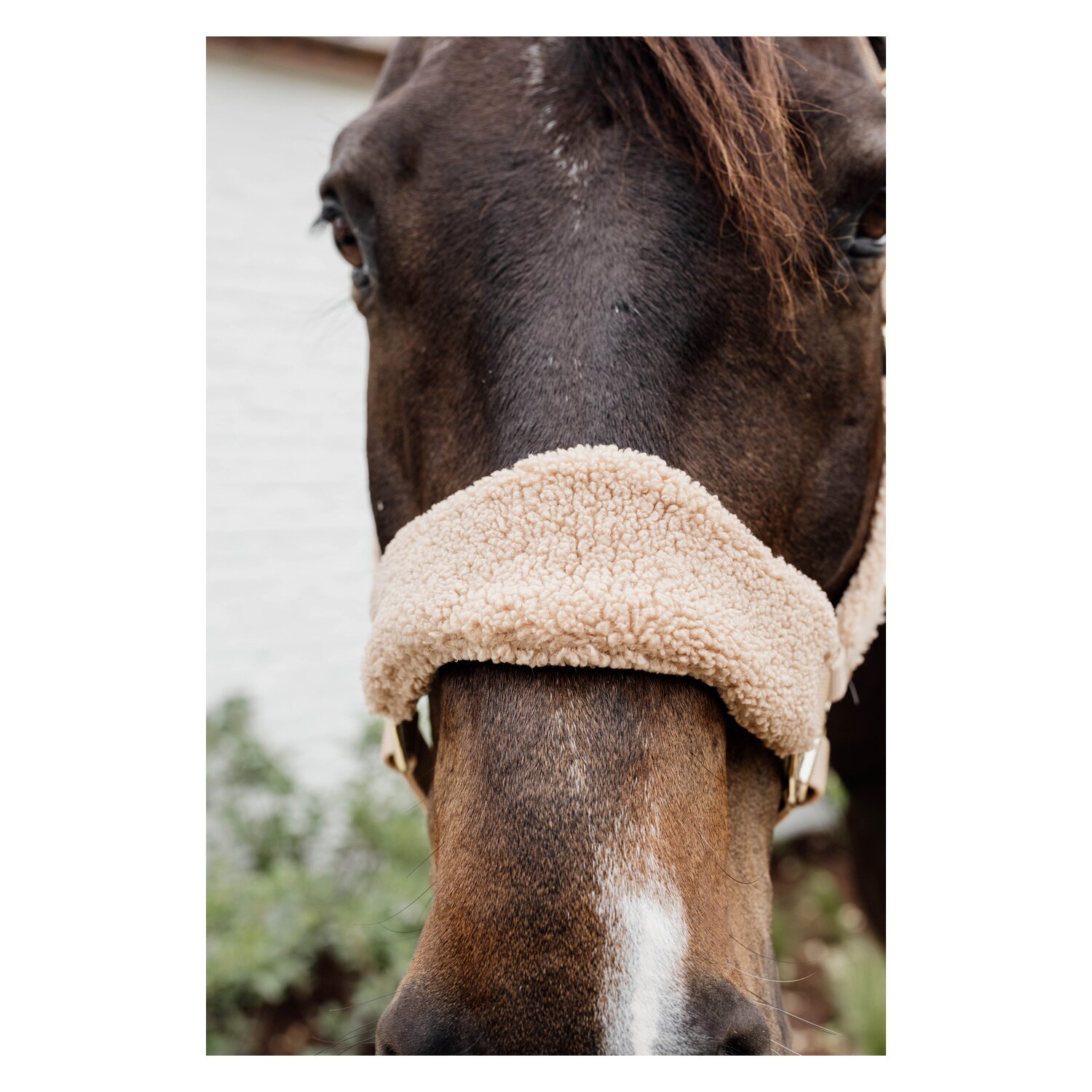 KENTUCKY Teddyfleece-Halfter - beige
