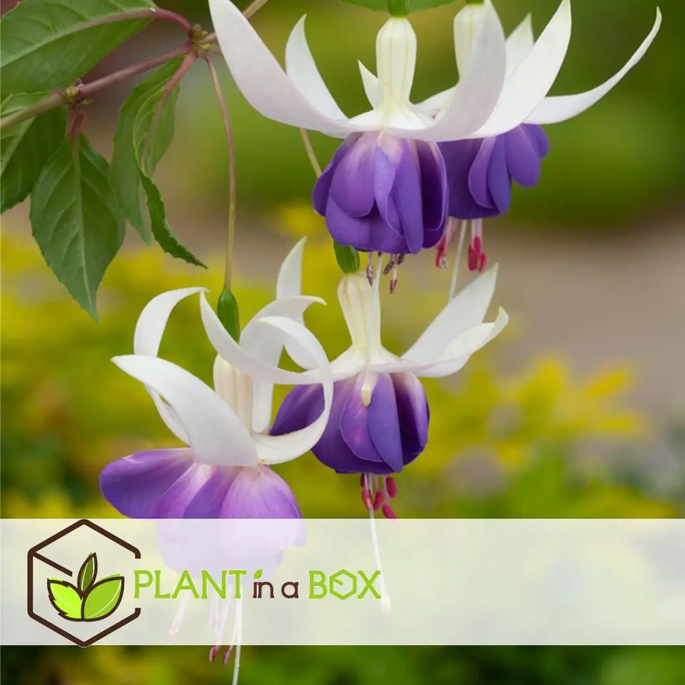 Bellenplant - Set van 6 - Fuchsia magellanica - Hoogte 10-20cm - ⌀9cm