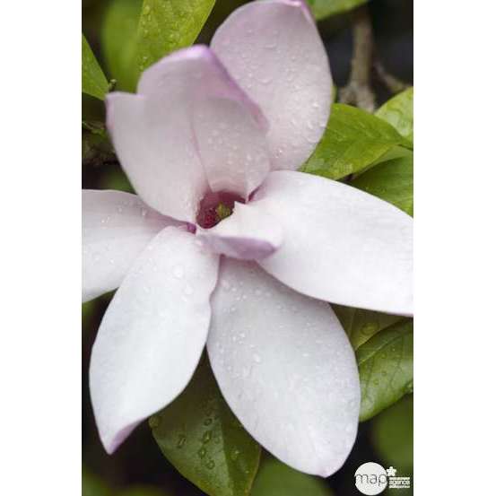 Magnolia x Jane : conteneur rond carré de 5 L