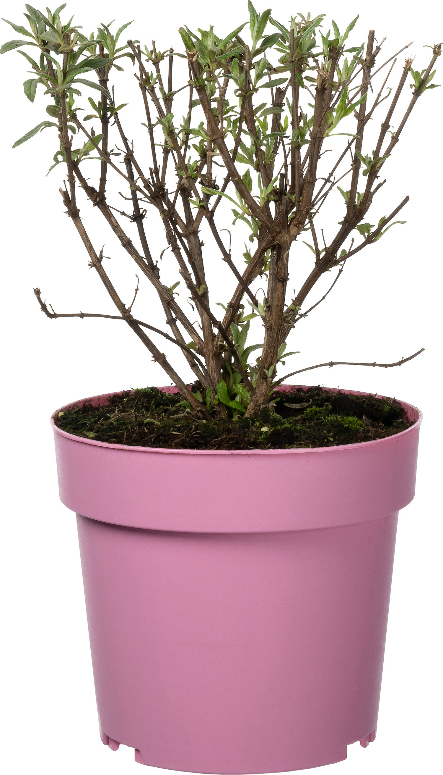 Dwergvlinderstruik (Buddleja davidii 'BC Little Pink') D 19 H 45 cm