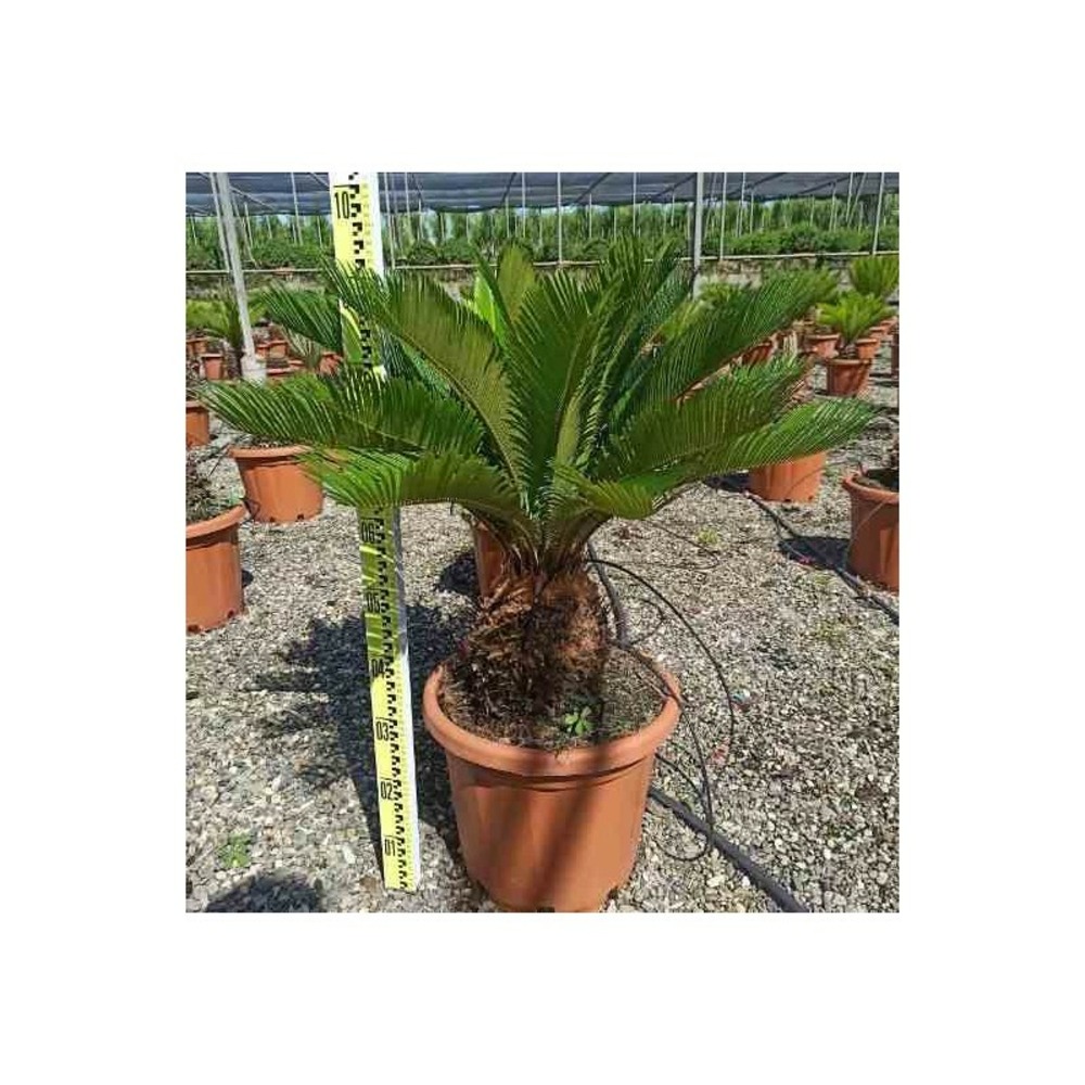 Cycas revoluta (cycas du japon-sagou) specimen taille pot de 80l - tronc de 110/120 cm - 175/200cm