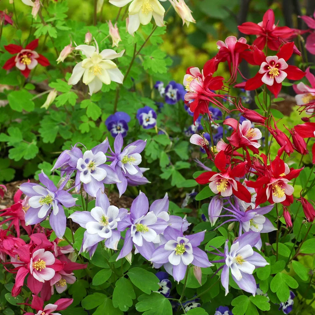 Aquilegia x cultorum 'Biedermeier' Praktakeleie 'Biedermeier' Ø11 cm