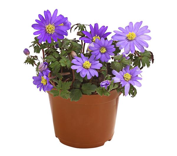 Frühlings-Anemone - Strahlen-Anemone, blau