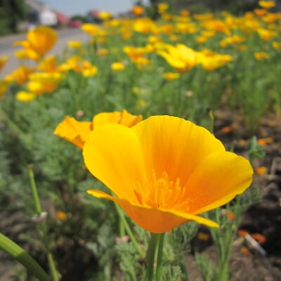 Blumensamen Samenkugeln, Balkonkastenmischung