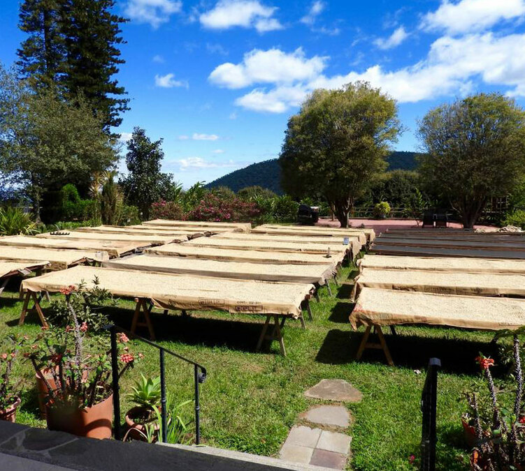 250 g- Café en grain La Cumbre - LE PIANTAGIONI DEL CAFFE